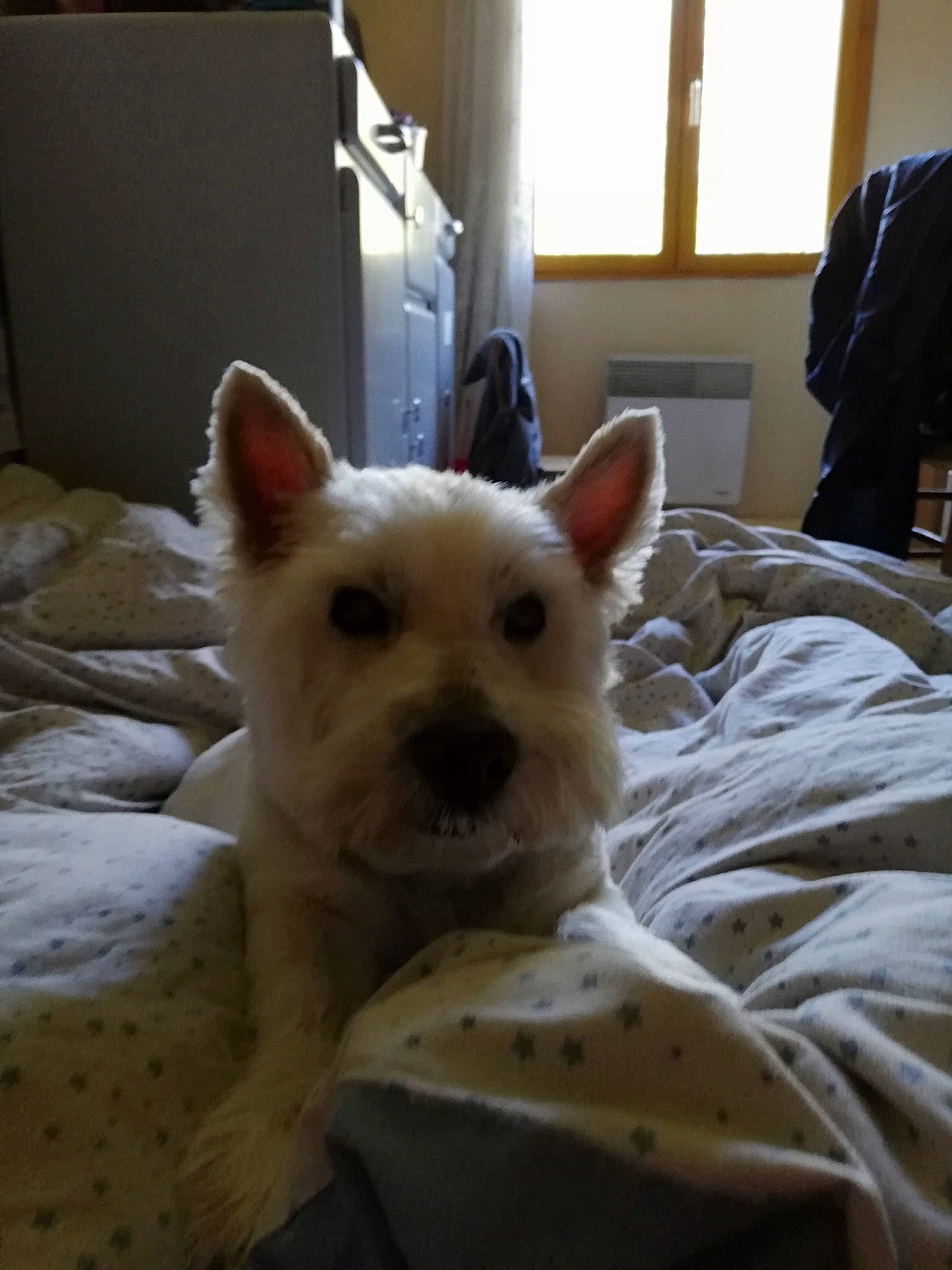 Charly a rejoint le concours — aidez-le/la à gagner de superbes lots ! cairn_terrier, canidae, carnivore, dog, dog_breed, ear, fawn, mammal, norwich_terrier, puppy, small_terrier, snout, terrier, vertebrate, west_highland_white_terrier, whiskers, white_shepherd