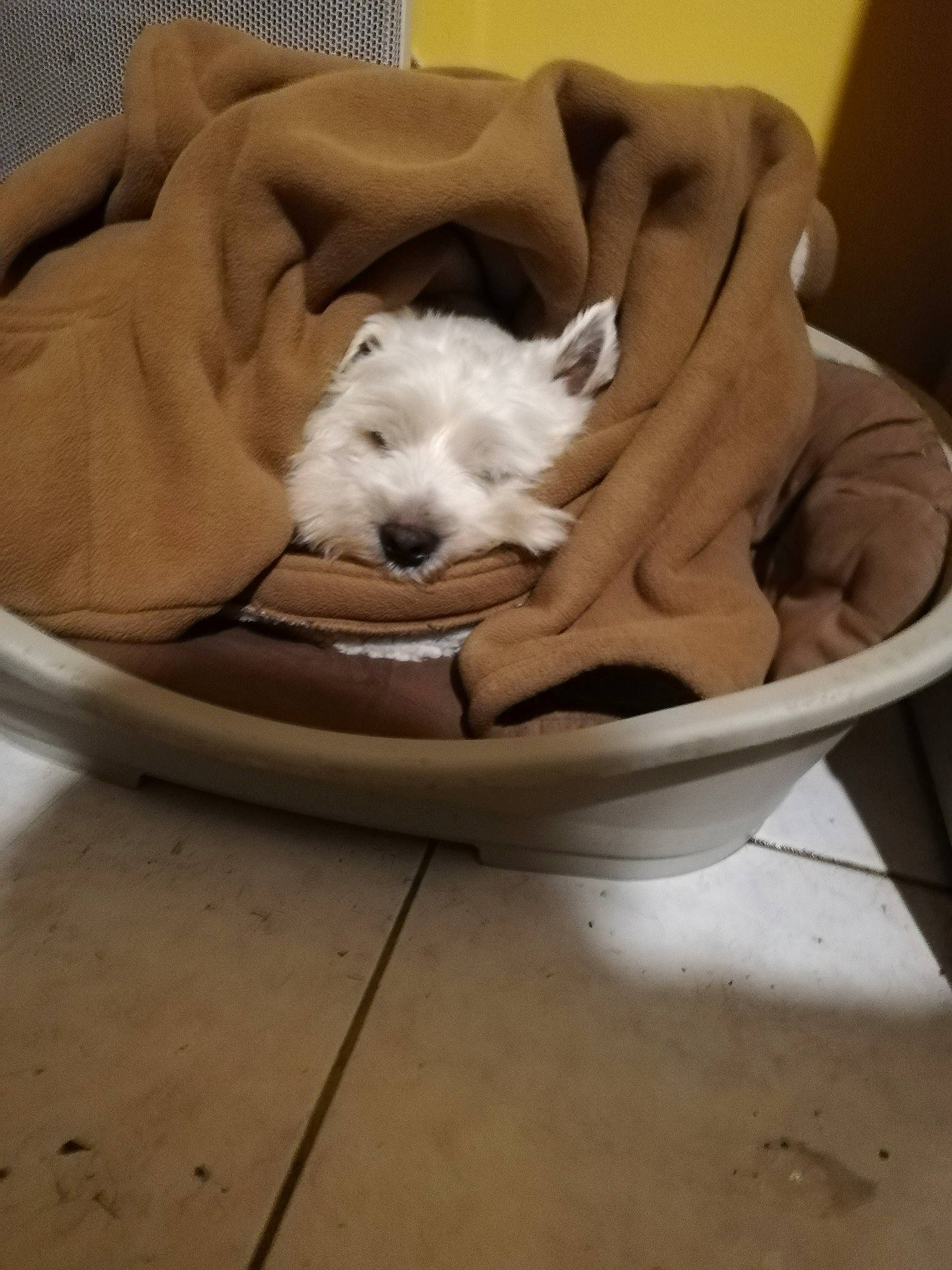 Charly participe au concours pour gagner de l'argent avec cette photo : bichon, canidae, carnivore, companion_dog, dog, dog_breed, maltese, mammal, non_sporting_group, puppy, terrier, toy_dog, west_highland_white_terrier