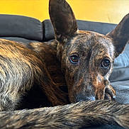 Vicky participe au concours pour gagner de l'argent avec cette photo : dog, brindle, close_up, couch, indoor, pet, animal, fur, ears, tail, resting, looking, portrait, home, canine, snout, relaxed, warm_light, furniture, domestic