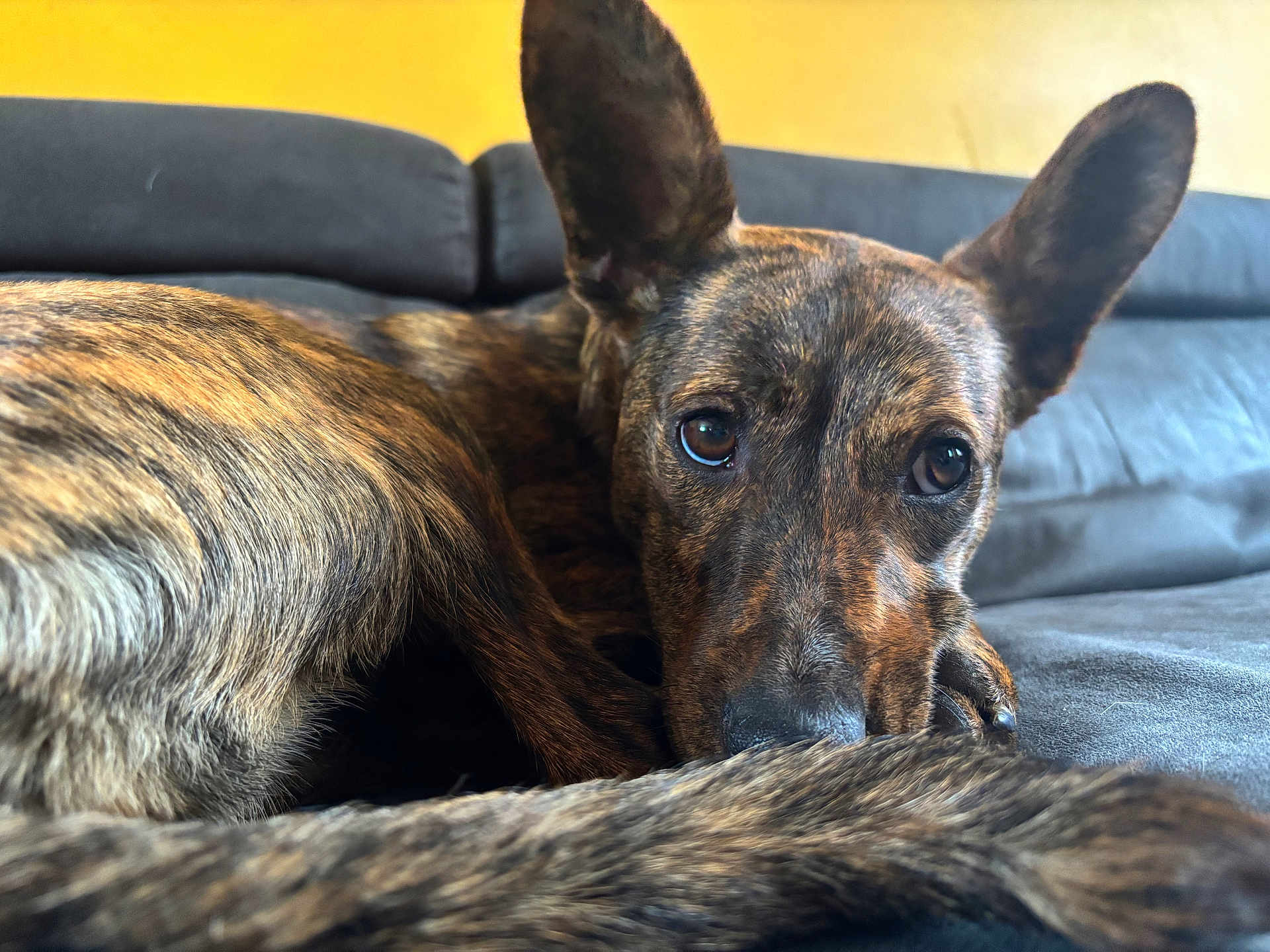 Vicky participe au concours pour gagner de l'argent avec cette photo : dog, brindle, close_up, couch, indoor, pet, animal, fur, ears, tail, resting, looking, portrait, home, canine, snout, relaxed, warm_light, furniture, domestic