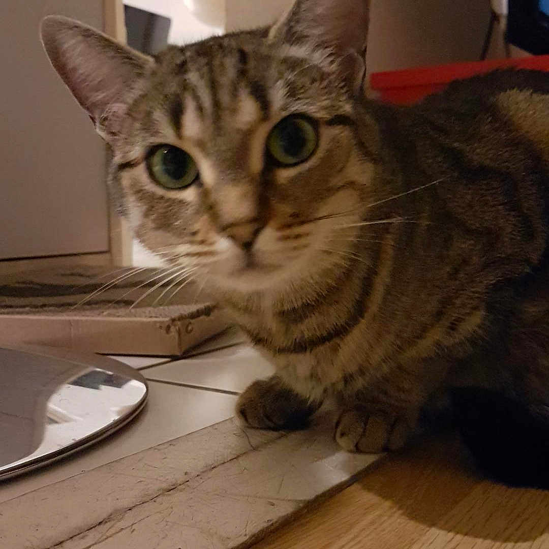 Mioumious participe au concours pour gagner de l'argent avec cette photo : abyssinian, animal, architecture, building, cat, diningtable, egyptiancat, furniture, hardwood, indoors, interiordesign, kitten, manx, pet, plant, plywood, pottedplant, stainedwood, table, wood