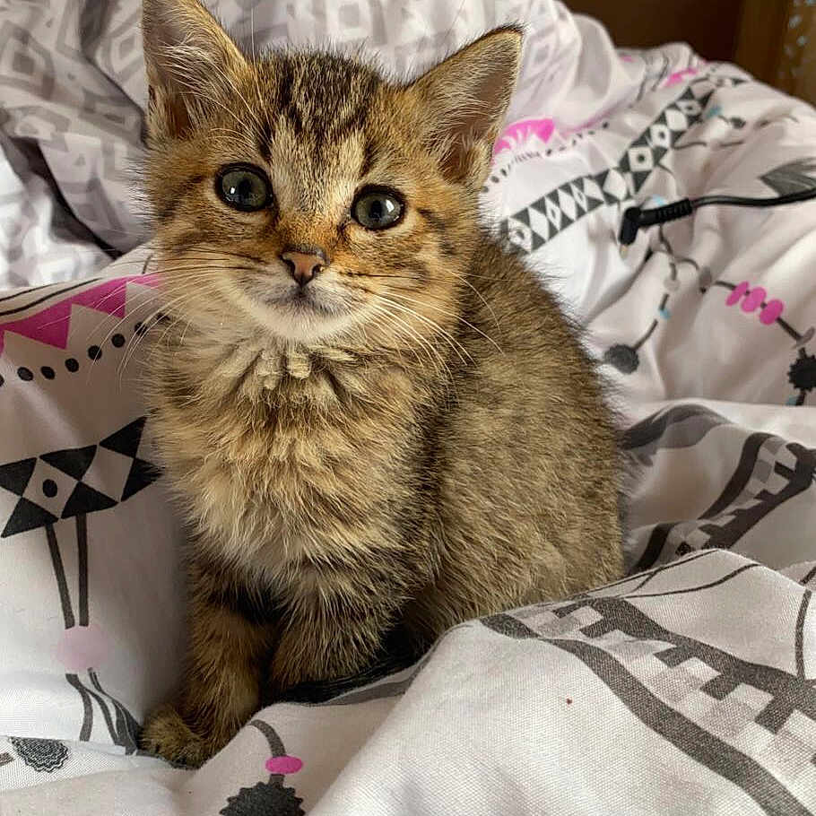 Apollon a rejoint le concours — aidez-le/la à gagner de superbes lots ! abyssinian, animal, bed, bedroom, bedsheet, blanket, cat, cushion, furniture, homedecor, indoors, kitten, manx, pet, quilt, room