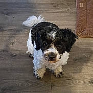 Oreo is registered to the contest to win money with this photo: dog, black_and_white, small_dog, curly_fur, looking_up, indoor, wooden_floor, pet, animal, cute, brown_mat, flooring, canine, fur, domestic_animal, companion, adorable, curious, standing, home