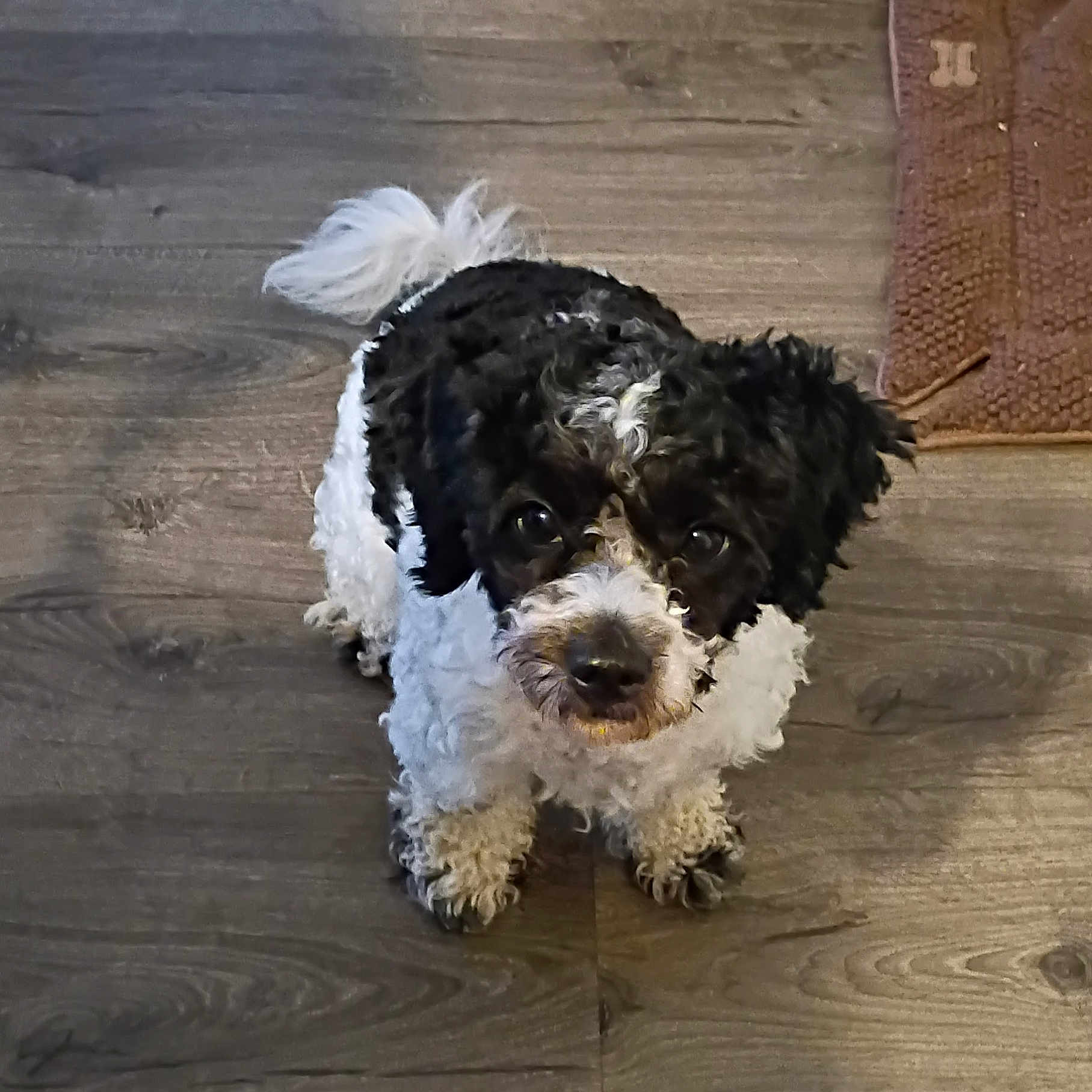 Oreo is registered to the contest to win money with this photo: adorable, animal, black_and_white, brown_mat, canine, companion, curious, curly_fur, cute, dog, domestic_animal, flooring, fur, home, indoor, looking_up, pet, small_dog, standing, wooden_floor