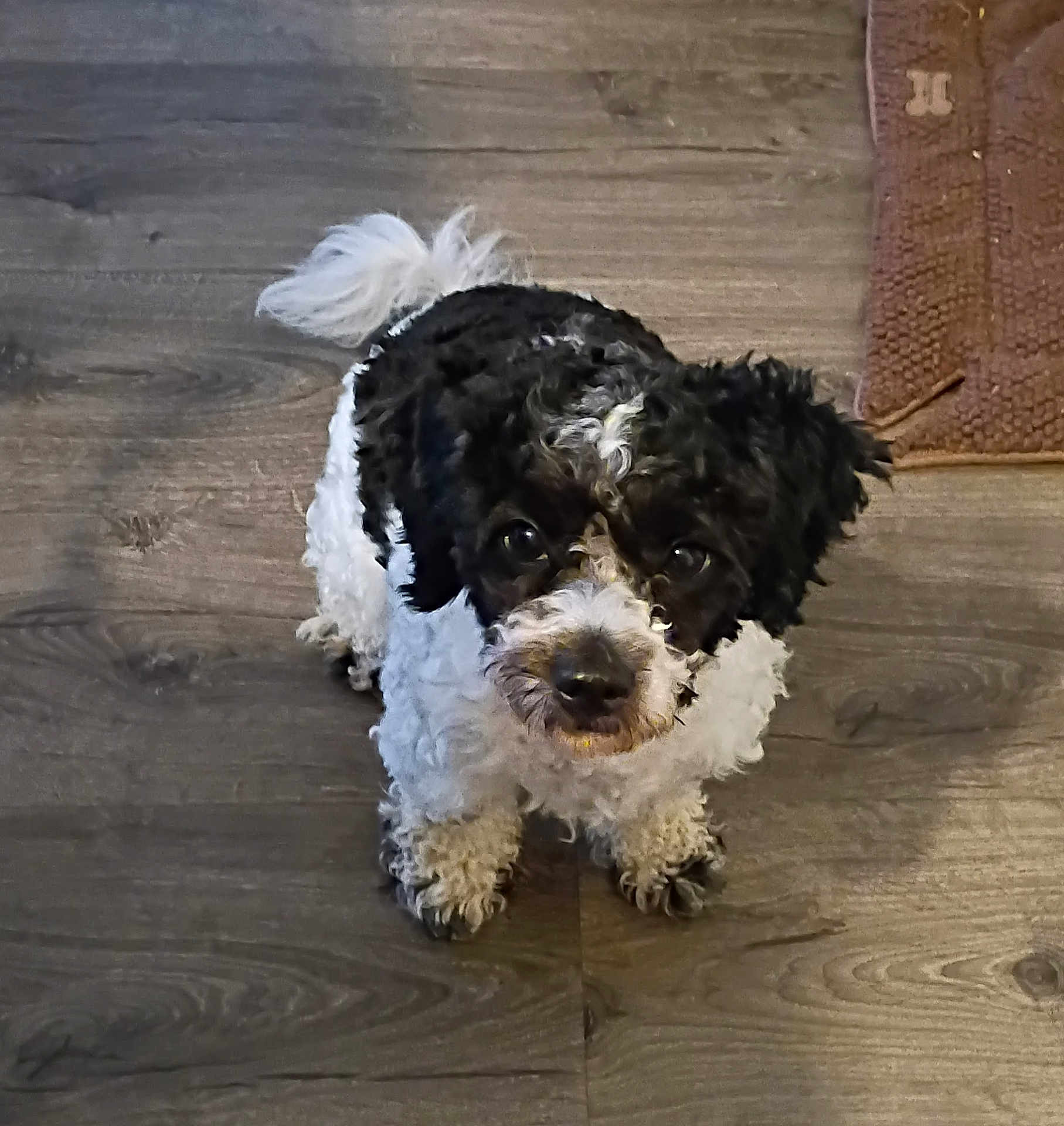 Oreo
