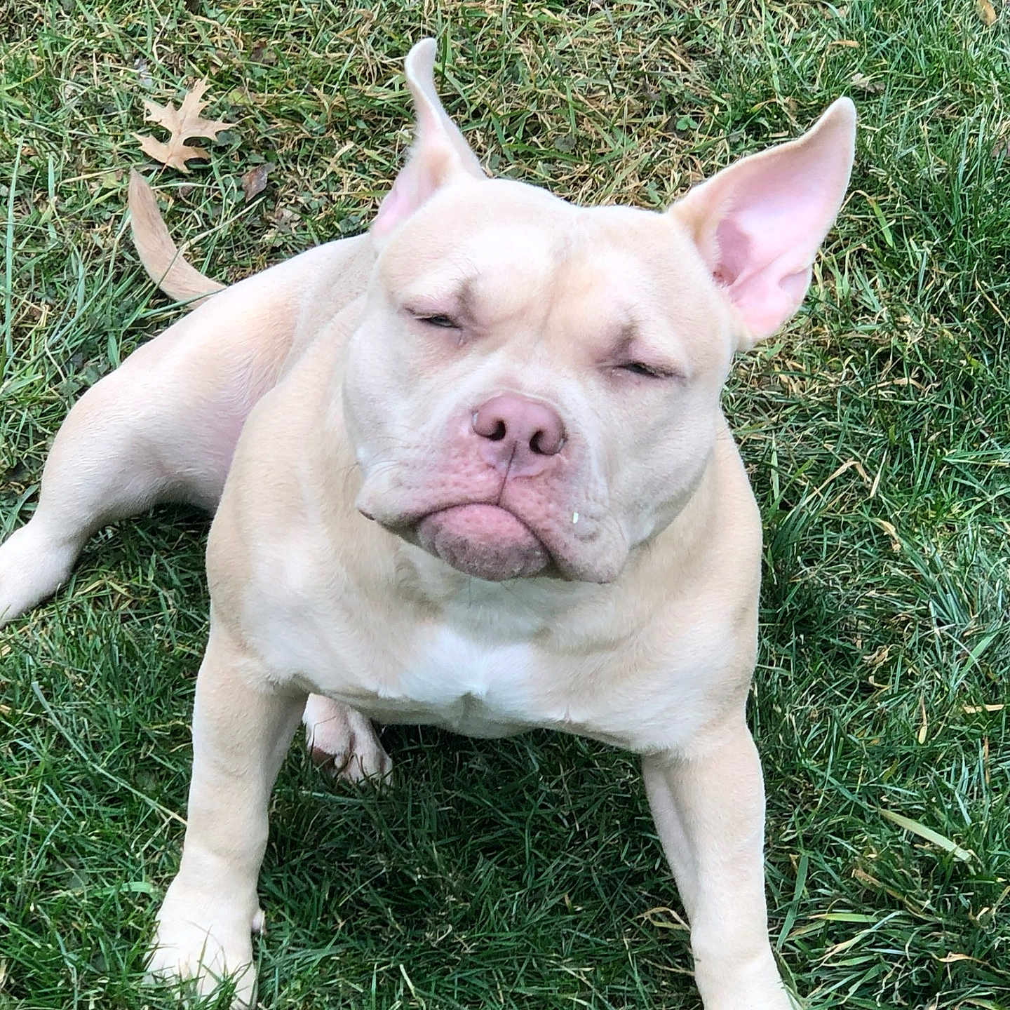 Isis joined the competition — help win amazing prizes! animal, boxer, bulldog, canine, dog, frenchbulldog, grass, lawn, person, pet, pitbull, plant, puppy, sleeping, snout, white, whitedog