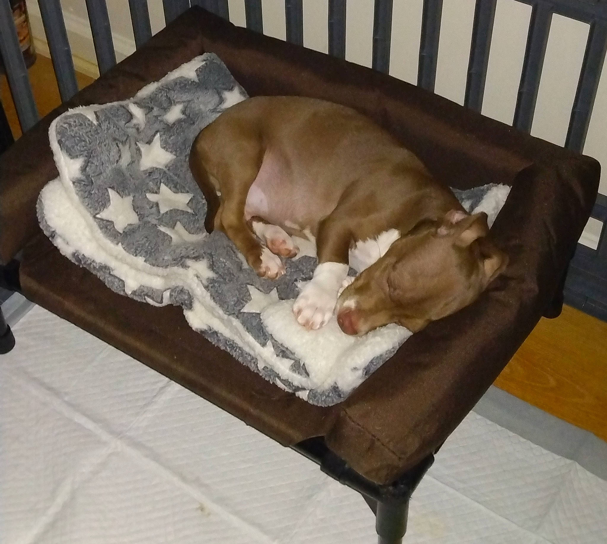 Choco is registered to the contest to win money with this photo: canidae, carnivore, comfort, companion_dog, couch, dog, dog_breed, dog_supply, fawn, furniture, hardwood, liver, outdoor_furniture, pet_supply, plywood, sporting_group, studio_couch, tail, wood, working_animal