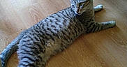 Max is registered to the contest to win money with this photo: cat, tabby_cat, animal, pet, wooden_floor, flooring, furniture, indoor, relaxed, lying_down, curious, striped, mammal, whiskers, ears, tail, paws, domestic_animal, close_up, home