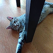 Max is registered to the contest to win money with this photo: cat, domestic_cat, ear, feline, floor, furniture_leg, indoor, lying_down, nose, paw, paw_pad, pet, relaxed, stretching, striped_fur, tabby, tabby_cat, table_leg, whiskers, wooden_floor