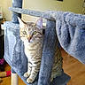 Max is registered to the contest to win money with this photo: cat, tabby_cat, cat_tree, indoor, furniture, wooden_floor, pet, animal, curious, plush, domestic_cat, ears, whiskers, eyes, looking, household, clock, background, sitting, feline