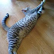 Max is registered to the contest to win money with this photo: cat, tabby_cat, stretching, wooden_floor, indoor, furniture, table_leg, pet, animal, relaxed, fur, whiskers, paw, tail, domestic_cat, striped, playful, resting, cute, cozy