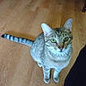 Max is registered to the contest to win money with this photo: cat, tabby_cat, green_eyes, indoor, wooden_floor, pet, animal, furniture, curious, sitting, looking_up, whiskers, ears, tail, fur, domestic_cat, mammal, close_up, floor, household