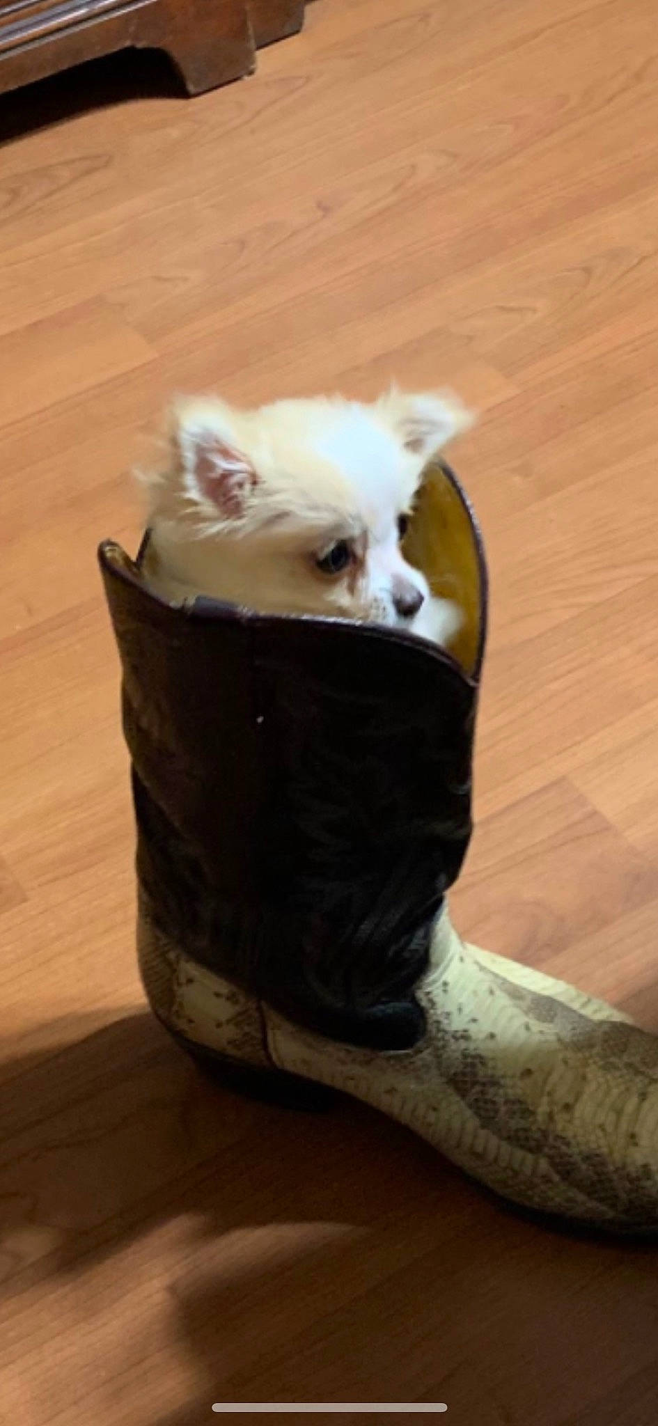 Cooter joined the competition — help win amazing prizes! bowl, box, canidae, carnivore, cat, cat_supply, comfort, companion_dog, fawn, felidae, flooring, foot, fur, hardwood, human_leg, pet_supply, small_to_medium_sized_cats, tail, whiskers, wood