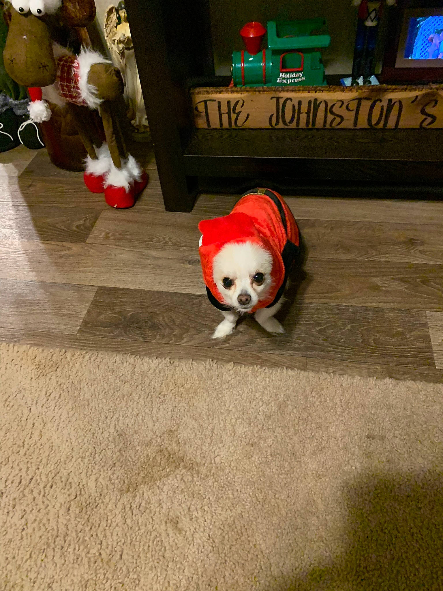 Cooter joined the competition — help win amazing prizes! animation, canidae, carmine, carnivore, companion_dog, dog_breed, event, fawn, fictional_character, floor, flooring, fur, human_leg, plush, snout, stuffed_toy, tail, terrestrial_animal, toy, wood