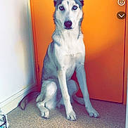 Milo a rejoint le concours — aidez-le/la à gagner de superbes lots ! dog, husky, blue_eyes, sitting, indoor, orange_door, painting, floor, pet, animal, canine, ears_up, alert, wall, portrait, furniture, carpet, home, companion, cute