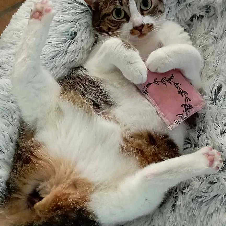 Judy participe au concours pour gagner de l'argent avec cette photo : accessories, animal, blanket, canine, cat, couch, cushion, dog, face, furniture, head, homedecor, kitten, manx, person, pet, photography, portrait, sleeping, wallet