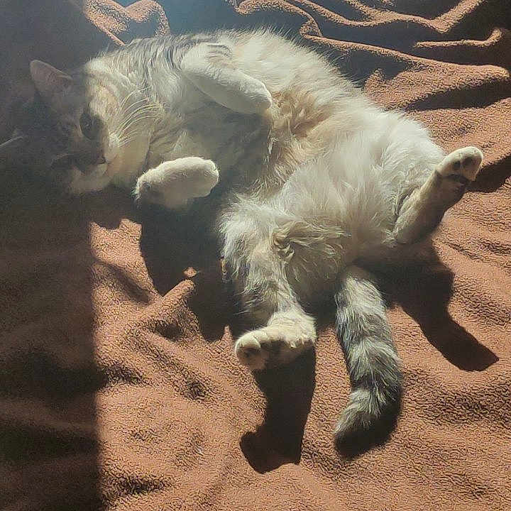 Nenette a rejoint le concours — aidez-le/la à gagner de superbes lots ! animal, bed, bedroom, blanket, cat, couch, cushion, face, furniture, head, homedecor, indoors, kitten, manx, person, pet, photography, portrait, room, sleeping