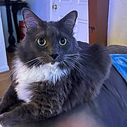Meep joined the competition — help win amazing prizes! animal, cat, close_up, couch, cozy, curious, domestic, fluffy, furniture, gray_cat, indoor, living_room, looking, pet, relaxed, seated, soft_fur, whiskers, white_fur, wide_eyes