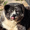 dog, animal, pet, fluffy, tongue_out, outdoor, sunlight, stone, nature, muzzle, fur, cute, portrait, canine, expression, close_up, resting, tongue, cheeky, daylight