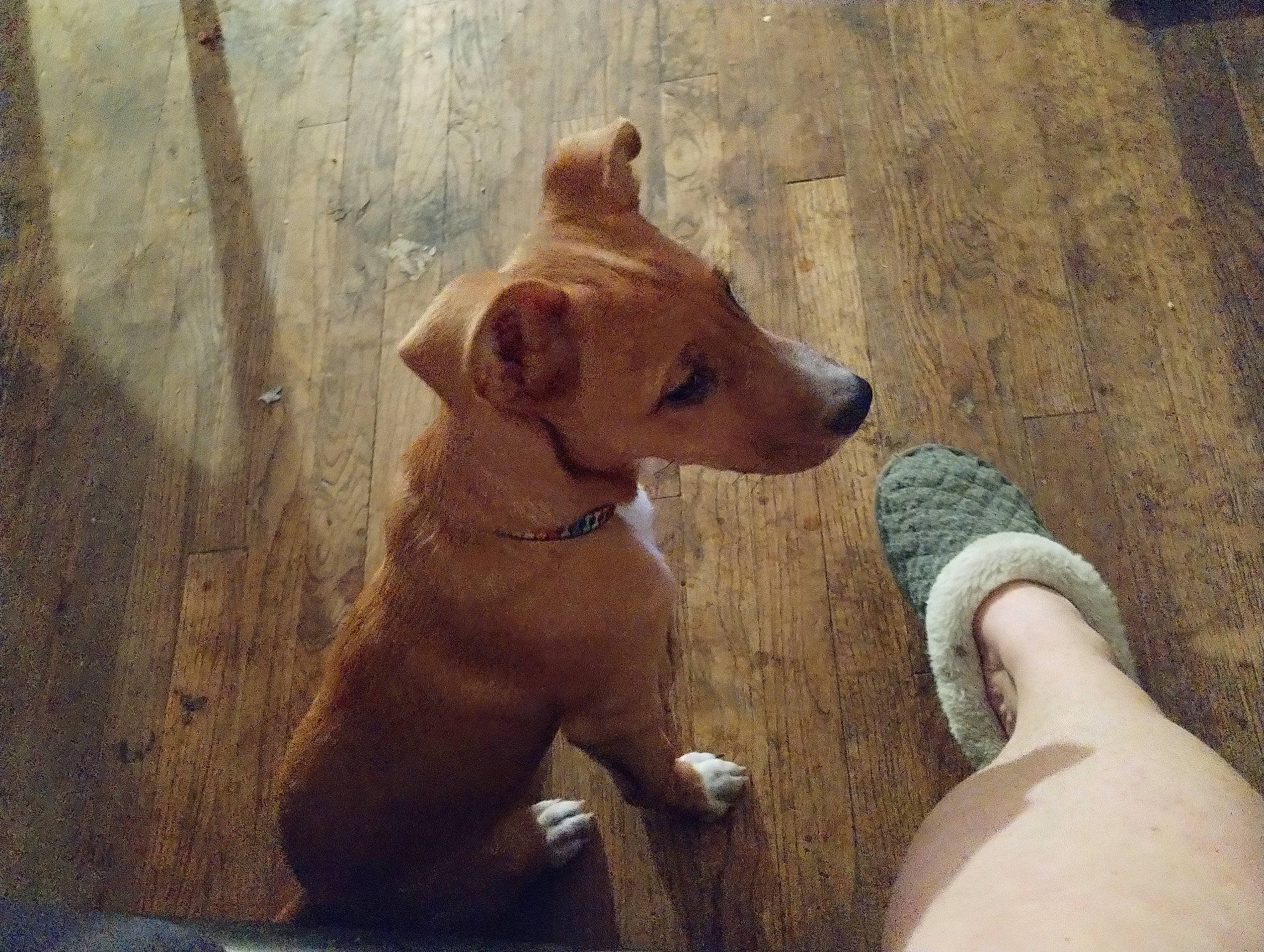 Scooby is registered to the contest to win money with this photo: canidae, carnivore, collar, companion_dog, dog, dog_breed, dog_collar, fawn, flooring, foot, fur, gesture, hardwood, liver, snout, sporting_group, tail, whiskers, wood, working_animal