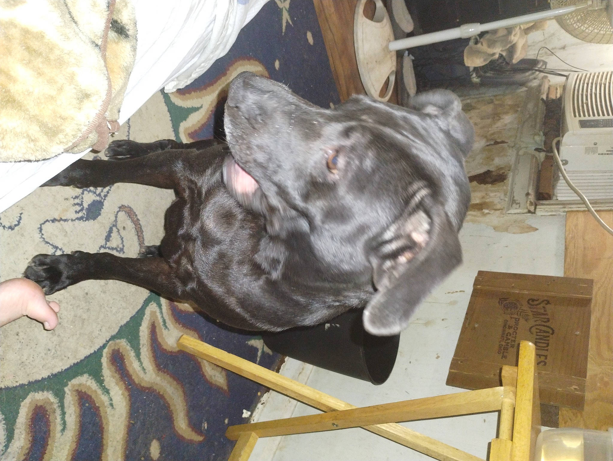 Nebula is registered to the contest to win money with this photo: art, canidae, carnivore, collar, companion_dog, dog, dog_breed, dog_collar, dog_supply, fawn, guard_dog, liver, metal, non_sporting_group, pet_supply, snout, sporting_group, terrestrial_animal, working_animal, working_dog