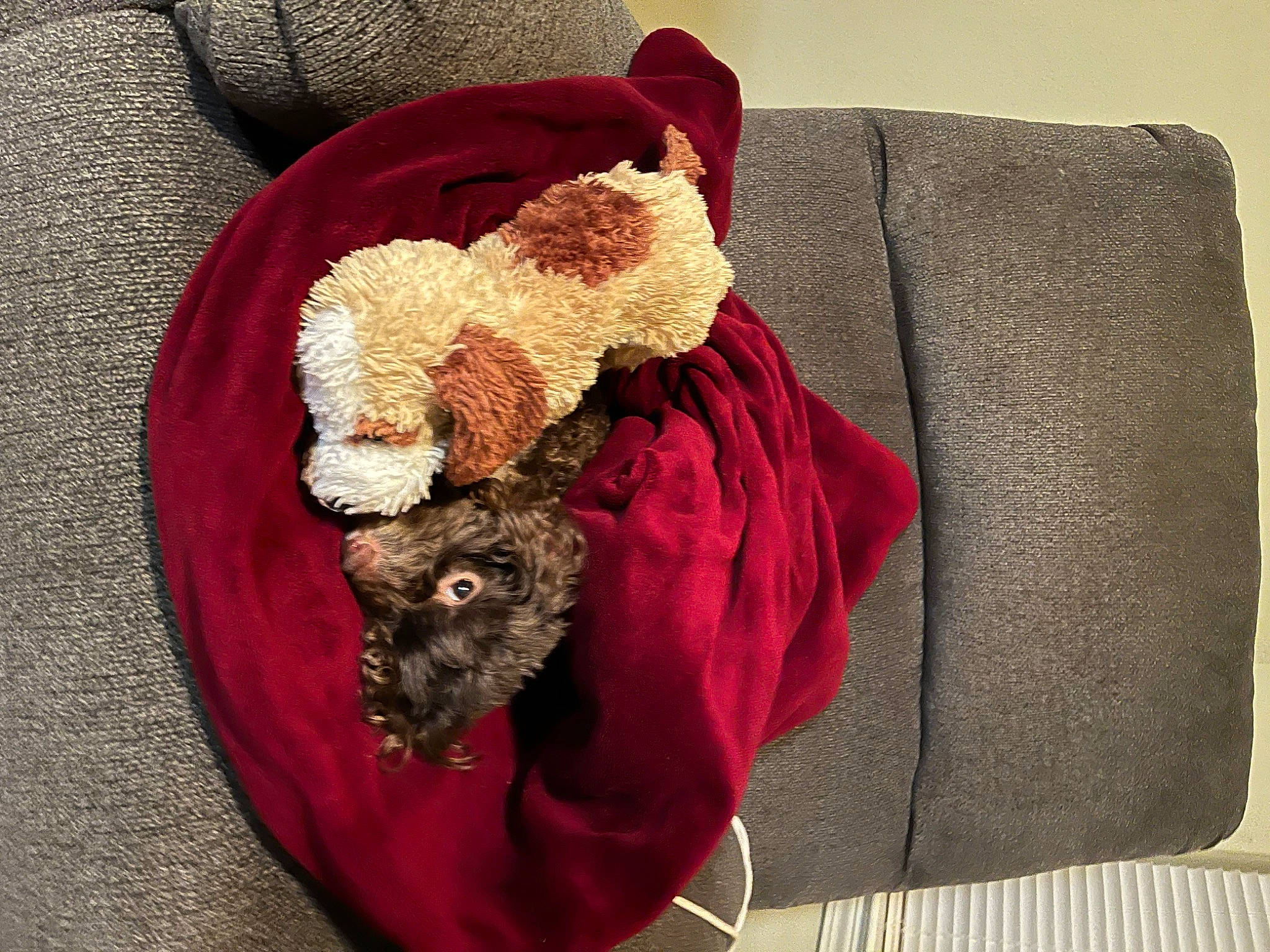 Petunia joined the competition — help win amazing prizes! canidae, carnivore, comfort, companion_dog, costume_hat, dog, dog_breed, dog_clothes, fawn, fur_clothing, hat, linens, magenta, sleeve, snout, sporting_group, stuffed_toy, teddy_bear, textile, toy