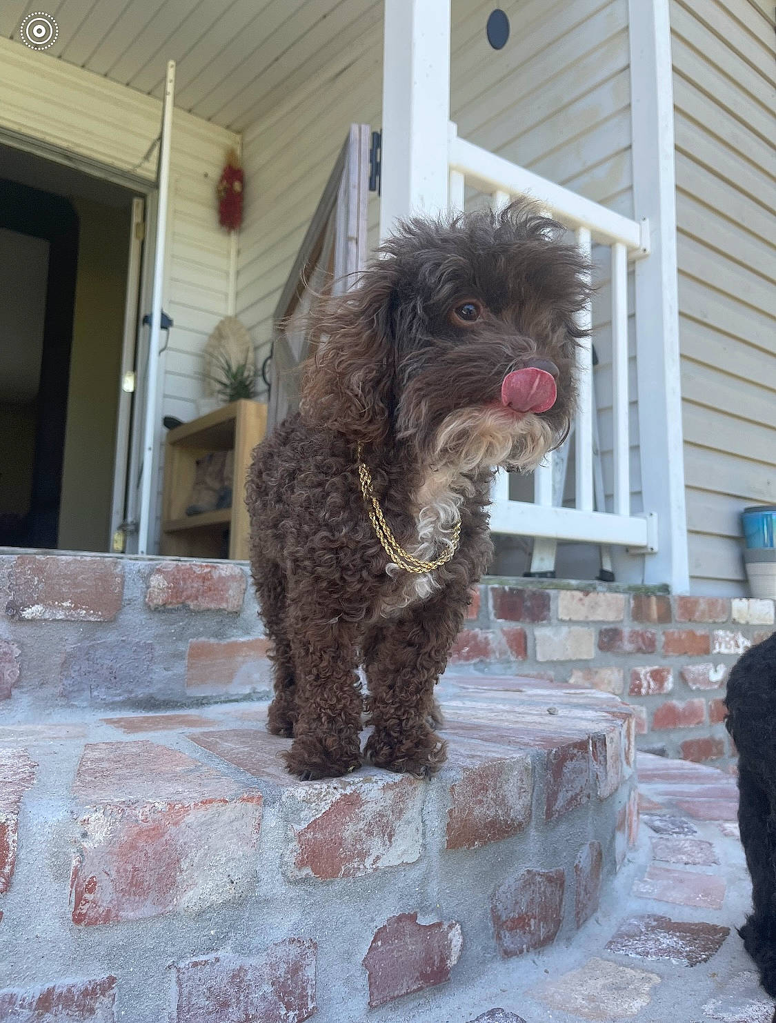 Petunia is registered to the contest to win money with this photo: art, building, canidae, carnivore, companion_dog, dog, dog_breed, door, fur, liver, non_sporting_group, poodle, snout, sporting_group, terrier, toy_dog, water_dog, window, working_animal, working_dog