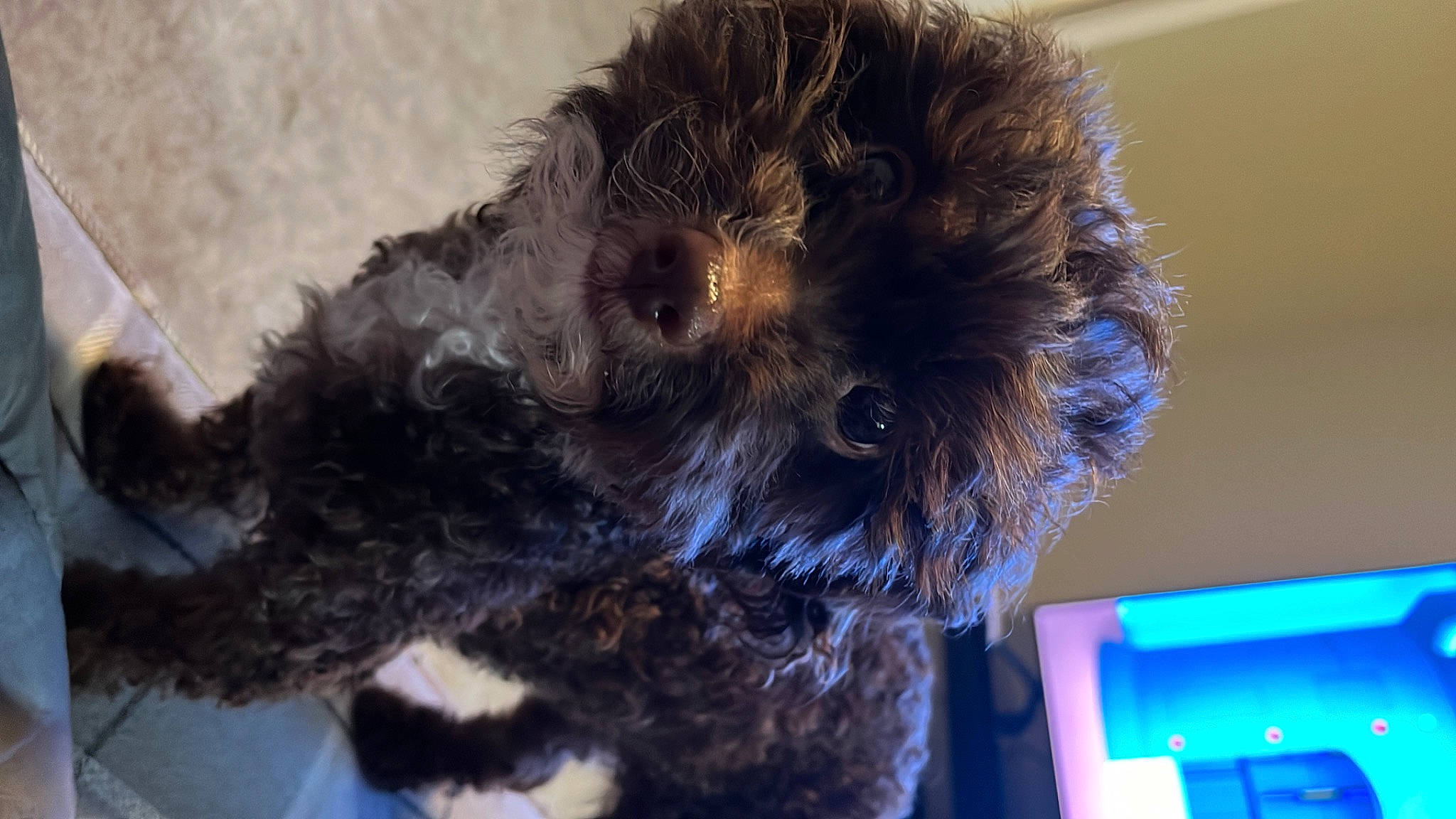 Petunia is registered to the contest to win money with this photo: canidae, carnivore, companion_dog, dog, dog_breed, electric_blue, fur, non_sporting_group, pet_supply, puppy, small_terrier, snout, sporting_group, stuffed_toy, terrestrial_animal, terrier, toy, toy_dog, water_dog, working_animal