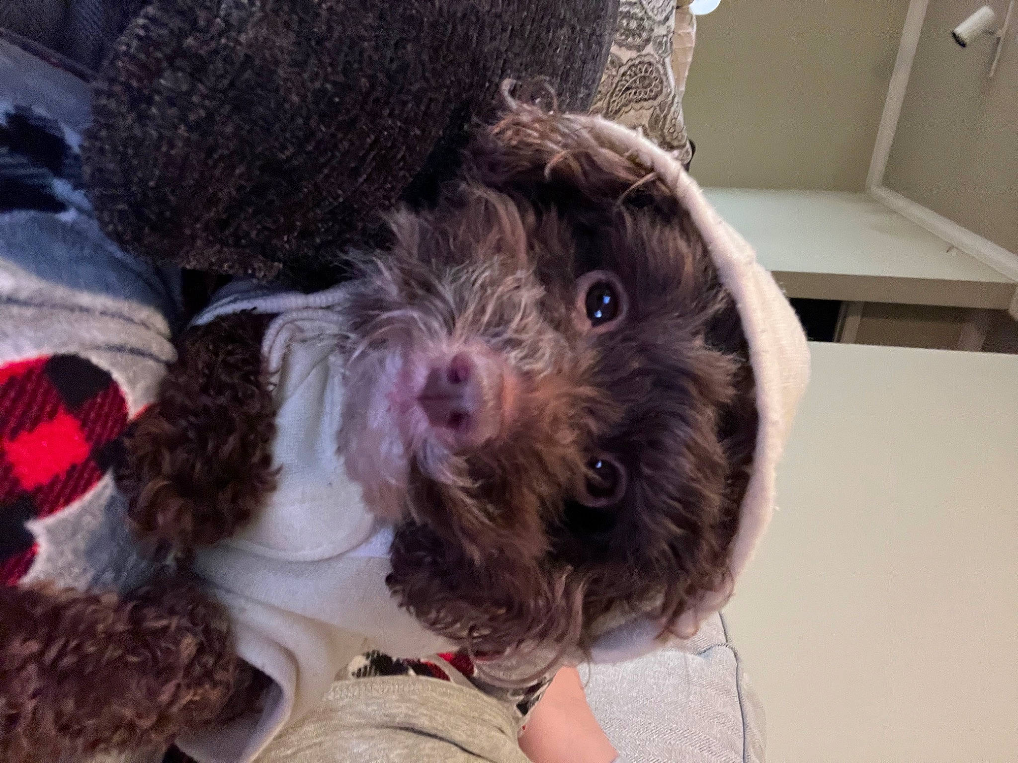 Petunia is registered to the contest to win money with this photo: canidae, carnivore, companion_dog, dog, dog_breed, dog_collar, fur, labradoodle, liver, poodle_crossbreed, puppy_love, schnauzer, small_terrier, snout, sporting_group, terrier, toy, toy_dog, working_animal, yorkipoo