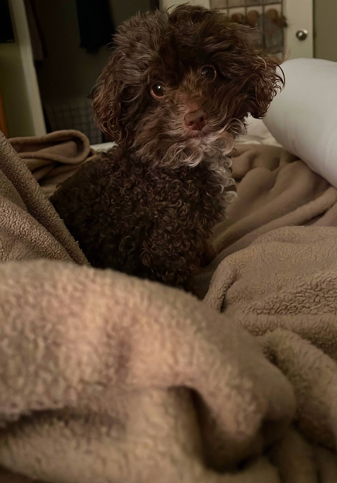 Petunia joined the competition — help win amazing prizes! carnivore, cockapoo, comfort, companion_dog, dog, dog_breed, fur, labradoodle, mammal, poodle_crossbreed, puppy_love, shih_poo, small_terrier, snout, terrier, toy_dog, vertebrate, water_dog, working_animal, yorkipoo