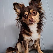 Twix a rejoint le concours — aidez-le/la à gagner de superbes lots ! animal, canine, chihuahua, cockerspaniel, dog, eskimodog, husky, papillon, pet, puppy