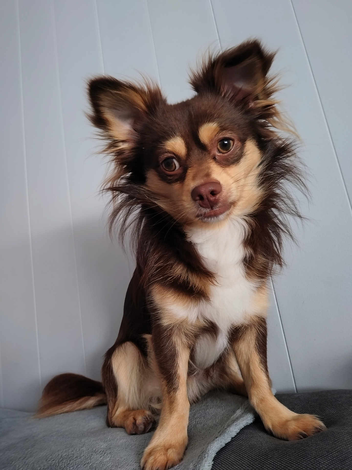 Twix a rejoint le concours — aidez-le/la à gagner de superbes lots ! animal, canine, chihuahua, cockerspaniel, dog, eskimodog, husky, papillon, pet, puppy