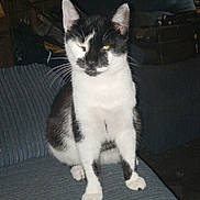 Kenny is registered to the contest to win money with this photo: cat, black_and_white, sitting, indoor, furniture, couch, pet, whiskers, ears, fur, animal, domestic, portrait, looking, household, feline, relaxed, close_up, cute, companion