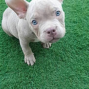 Baya participe au concours pour gagner de l'argent avec cette photo : adorable, animal, blue_eyes, canine, companion, cute, dog, ears, fur, grass, looking_up, nature, outdoor, pet, playful, puppy, small, snout, wrinkles, young