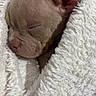Baya participe au concours pour gagner de l'argent avec cette photo : animal, blanket, closeup, comfort, cozy, cute, dog, ears, face, fur, indoors, nose, pet, puppy, rest, sleeping, snuggle, soft, warm, young