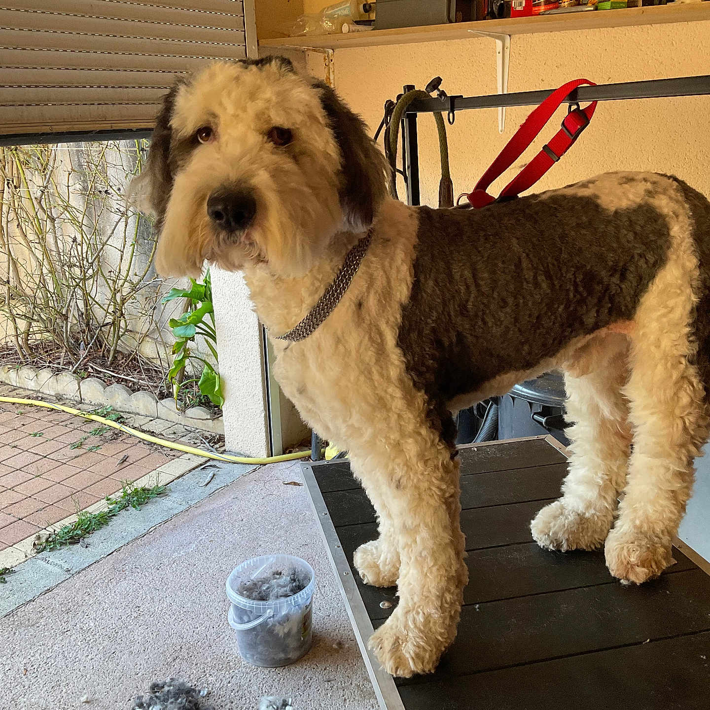 Wilson participe au concours pour gagner de l'argent avec cette photo : bucket, chain_collar, collar, dog, fluffy, fur_clippings, garage, grooming_session, grooming_table, indoor, large_dog, leash, looking_at_camera, mat, patio, pet, plant, shelf, tiled_floor, trimmed
