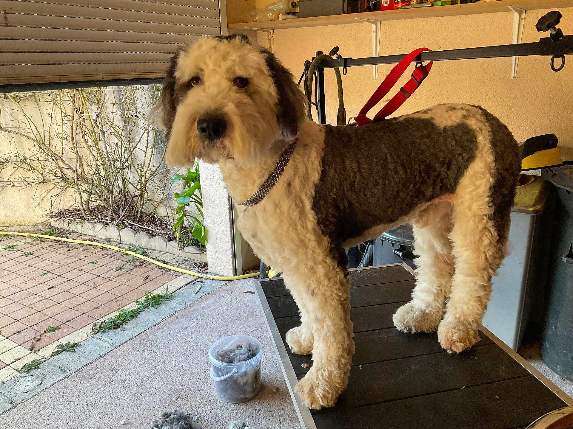 Wilson participe au concours pour gagner de l'argent avec cette photo : dog, pet, grooming_table, fur_clippings, bucket, leash, collar, indoor, garage, patio, plant, tiled_floor, mat, looking_at_camera, large_dog, fluffy, trimmed, chain_collar, grooming_session, shelf