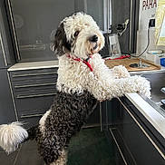 Wilson participe au concours pour gagner de l'argent avec cette photo : dog, dog_breed_unknown, curly_fur, white_fur, black_fur, standing_on_hind_legs, leaning_on_counter, kitchen, countertop, sink, faucet, cabinets, kitchen_appliance, red_collar, pet, domestic_interior, curious, tail, tile_floor, window
