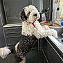 black_fur, cabinets, countertop, curious, curly_fur, dog, dog_breed_unknown, domestic_interior, faucet, kitchen, kitchen_appliance, leaning_on_counter, pet, red_collar, sink, standing_on_hind_legs, tail, tile_floor, white_fur, window