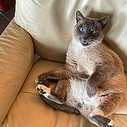 Ramses participe au concours pour gagner de l'argent avec cette photo : cat, blue_eyes, fur, pet, animal, indoor, leather_chair, relaxed, sitting, cute, whiskers, paw, feline, expression, mouth_open, fur_pattern, home, cozy, chair, looking