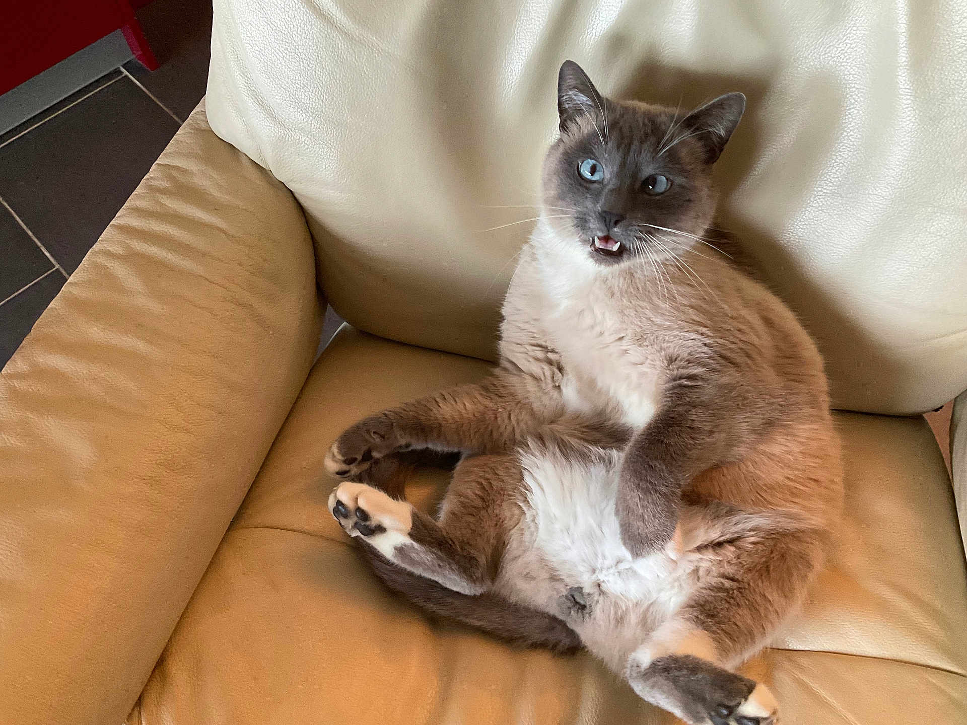 Ramses participe au concours pour gagner de l'argent avec cette photo : cat, blue_eyes, fur, pet, animal, indoor, leather_chair, relaxed, sitting, cute, whiskers, paw, feline, expression, mouth_open, fur_pattern, home, cozy, chair, looking