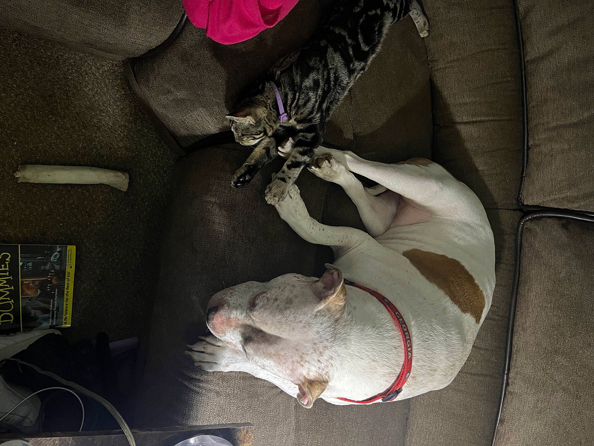 Georgia joined the competition — help win amazing prizes! canidae, carmine, carnivore, comfort, companion_dog, dog, dog_breed, fawn, felidae, fur, grey, non_sporting_group, paw, small_to_medium_sized_cats, sporting_group, tail, whiskers