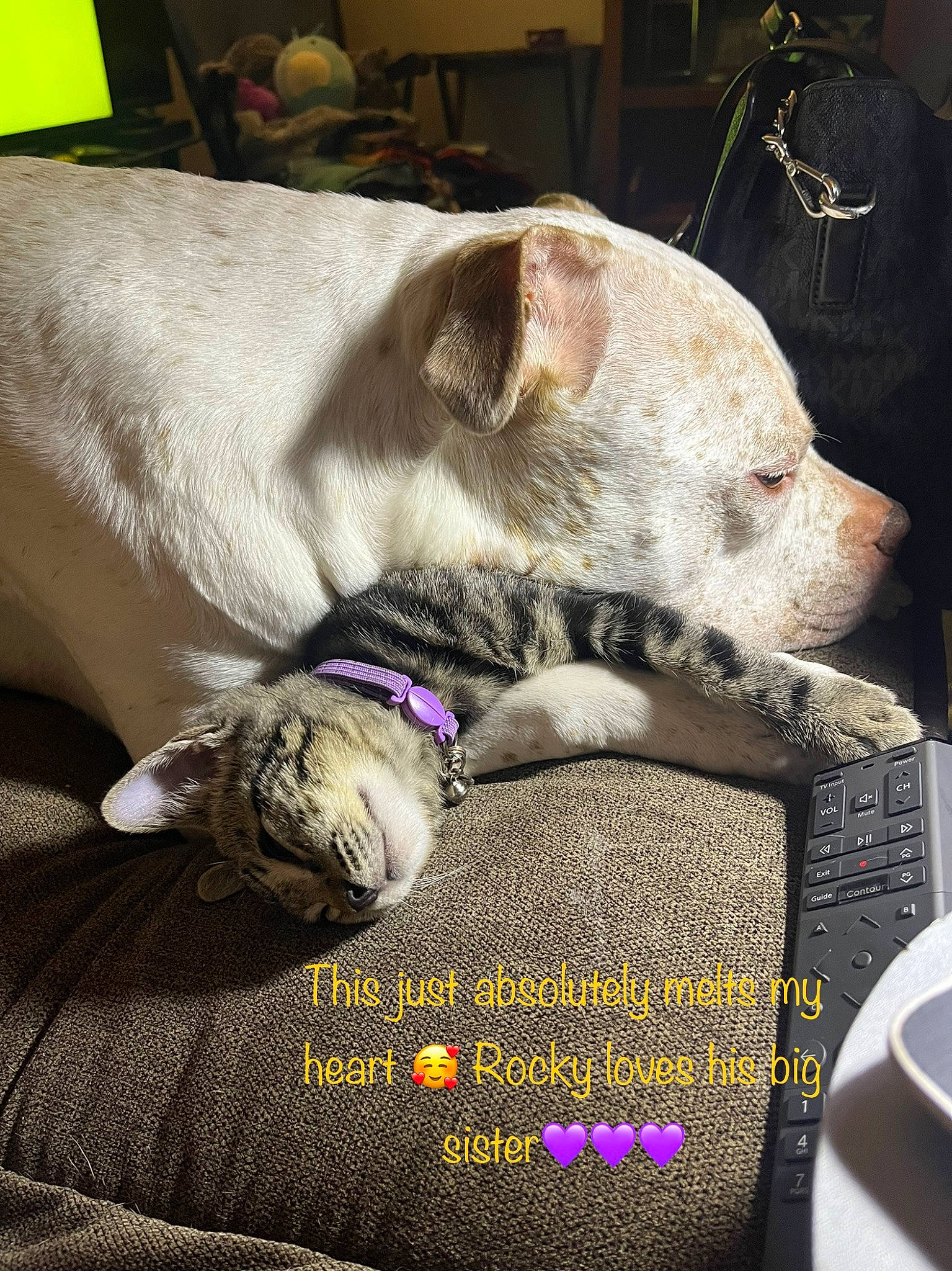 Georgia joined the competition — help win amazing prizes! carnivore, collar, comfort, companion_dog, couch, dog, dog_breed, dog_supply, felidae, font, fur, linens, nap, paw, photo_caption, tail, terrestrial_animal, whiskers