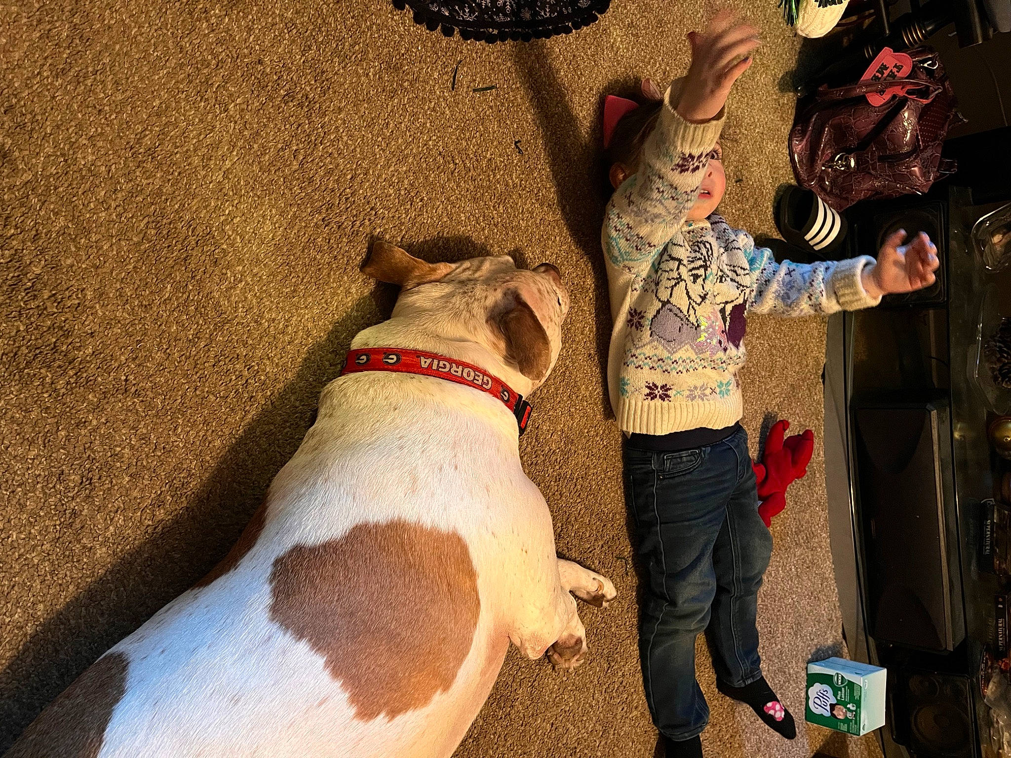 Georgia joined the competition — help win amazing prizes! art, canidae, carmine, carnivore, collar, companion_dog, dog, dog_breed, dog_collar, fawn, fun, fur, hat, leash, pet_supply, snout, sporting_group, tail, trunk, working_animal