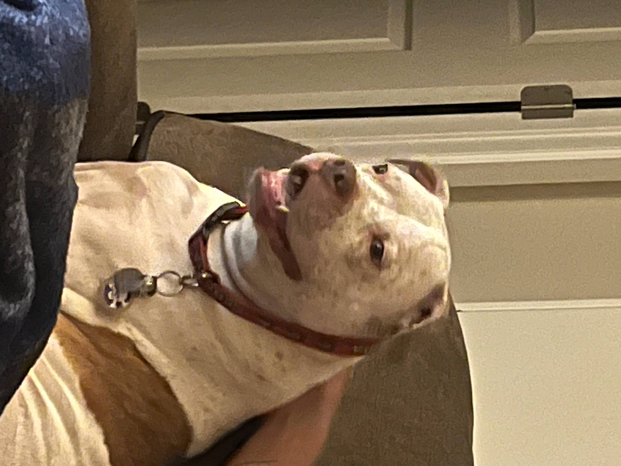 Georgia joined the competition — help win amazing prizes! canidae, carnivore, collar, companion_dog, dog, dog_breed, dog_collar, dog_supply, fawn, jaw, non_sporting_group, pet_supply, snout, sporting_group, terrestrial_animal, whiskers, wood, working_animal, working_dog, wrinkle