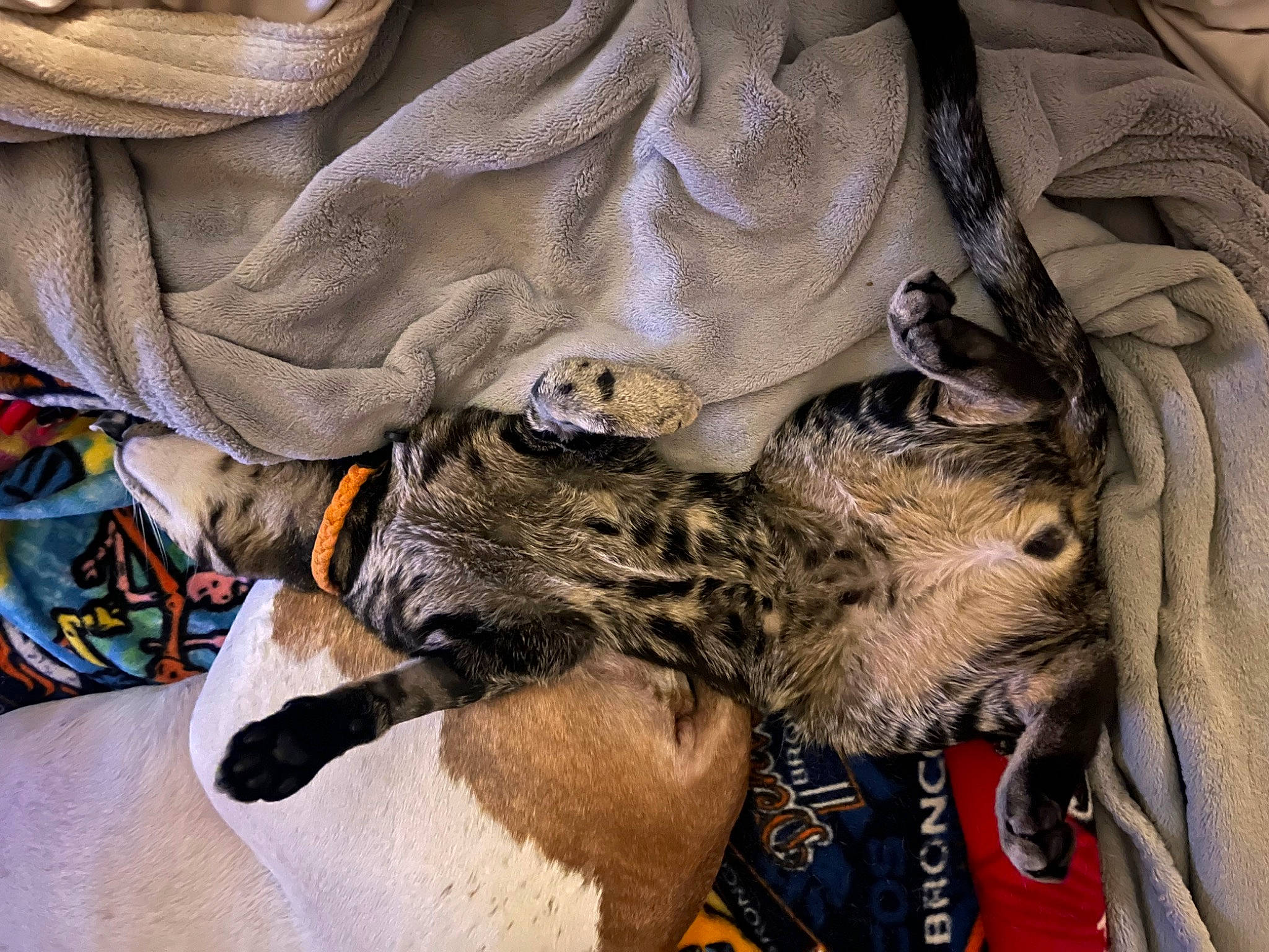 Georgia is registered to the contest to win money with this photo: bag, canidae, carnivore, collar, dog_breed, domestic_short_haired_cat, felidae, fur, hat, linens, mammal, military_camouflage, military_uniform, pattern, sleeve, small_to_medium_sized_cats, snout, sporting_group, textile, whiskers