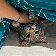 Aiko participe au concours pour gagner de l'argent avec cette photo : cat, hand, blanket, bed, paws, fur, animal, playful, cozy, indoor, curious, pet, white, blue, geometric_pattern, whiskers, sleeping_area, domestic, cute, resting