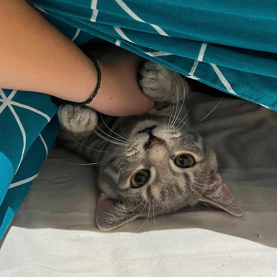 Aiko participe au concours pour gagner de l'argent avec cette photo : animal, bed, blanket, blue, cat, cozy, curious, cute, domestic, fur, geometric_pattern, hand, indoor, paws, pet, playful, resting, sleeping_area, whiskers, white
