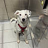 animal, black_spots, button_panel, calm, canine, companion, curious, dog, elevator, floor_tiles, indoor, looking_up, metal_walls, mirror_image, pet, red_harness, reflective_surface, tile_floor, waiting, white_dog