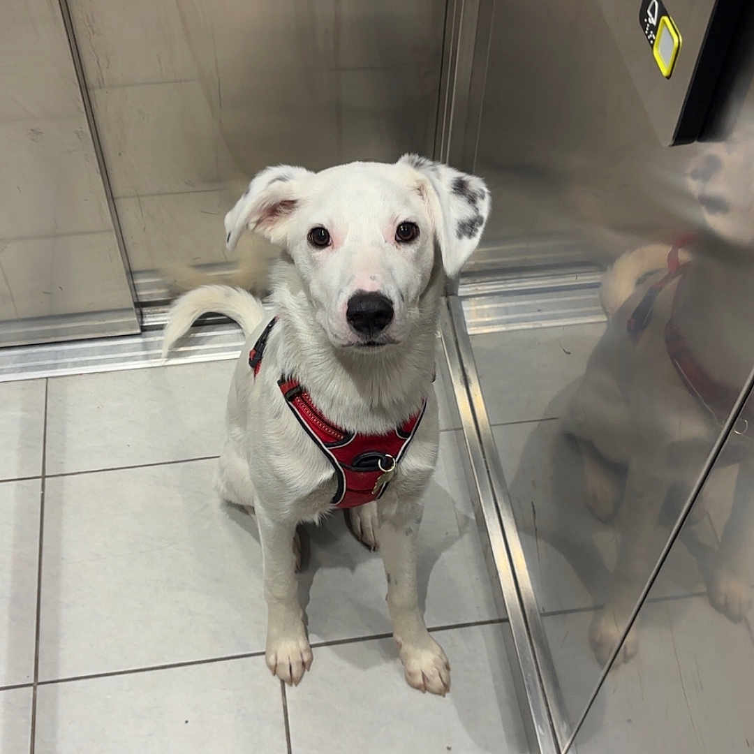 Channie a rejoint le concours — aidez-le/la à gagner de superbes lots ! animal, black_spots, button_panel, calm, canine, companion, curious, dog, elevator, floor_tiles, indoor, looking_up, metal_walls, mirror_image, pet, red_harness, reflective_surface, tile_floor, waiting, white_dog
